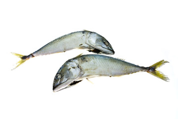 Two mackerels isolated on white background