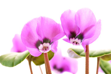 シクラメン　(原種・コウム)