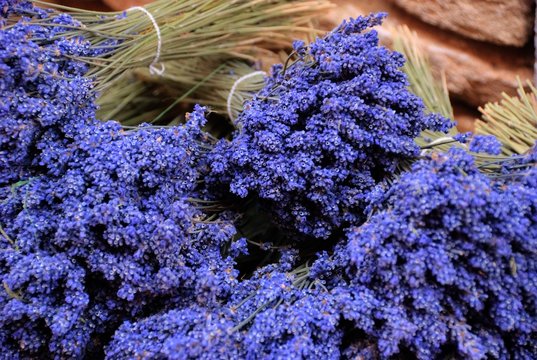 Lavanda