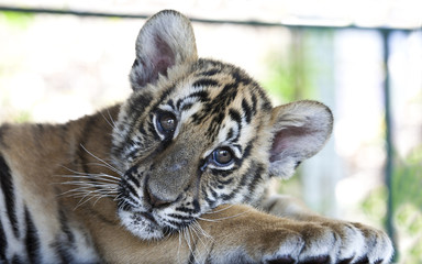 tiger cub 4