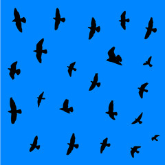 Flying birds background.