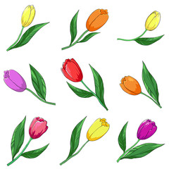 Flower tulips, set