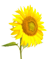 Fototapeta premium sunflower, isolated on white
