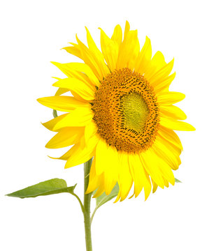 sunflower, isolated on white