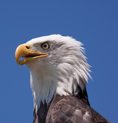 American bald eagle 4628