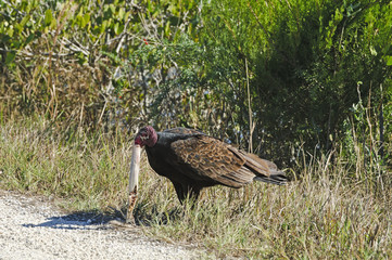 Turkey Vulture