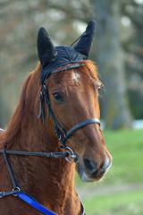 cheval de course de trot attelé