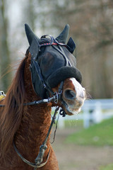 portrait d'un cheval de course © chris32m