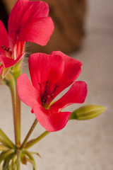 Geranium flower