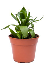 Sansevieria