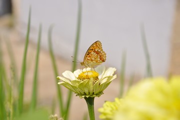 white flower Zinnia, butterfly