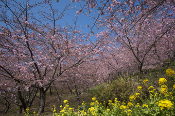 松田山の河津桜