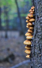 Profile of Oyster Mushrooms