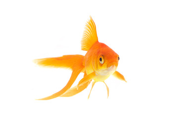 Goldfish