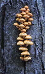 Oyster Mushrooms On Red Birch