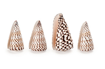 seashell on white background