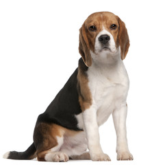 Beagle, 1 year old, sitting in front of white background