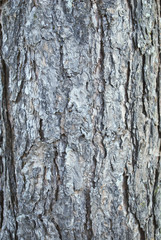 Tree bark texture