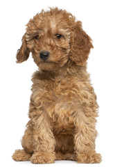 Poodle puppy, 2 months old, sitting in front of white background