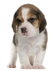 Beagle Puppy, 1 month old, standing in front of white background