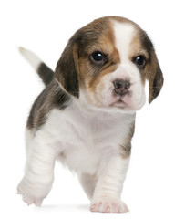 Beagle Puppy, 1 month old, walking in front of white background