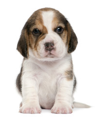 Beagle Puppy, 1 month old, sitting in front of white background
