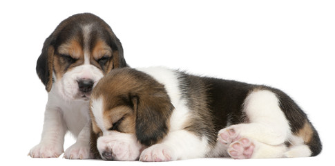 Two Beagle Puppies, 1 month old, in front of white background