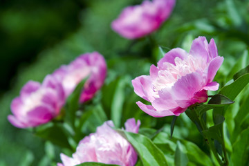 pink peonies