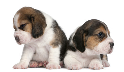 Two Beagle Puppies, 1 month old, in front of white background