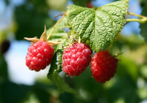 red-ripe raspberry