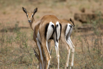Naklejka na ściany i meble Impala, Amboseli National Park