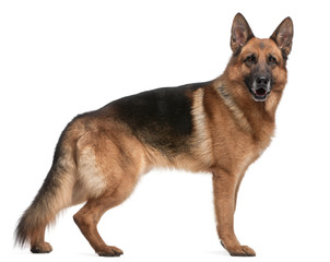 German Shepherd, 5 years old, in front of white background - Powered by Adobe