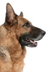 Fototapeta premium German Shepherd, 5 years old, in front of white background