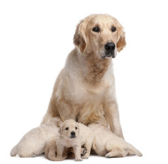 Golden Retriever mother, 5 years old, nursing and her puppies