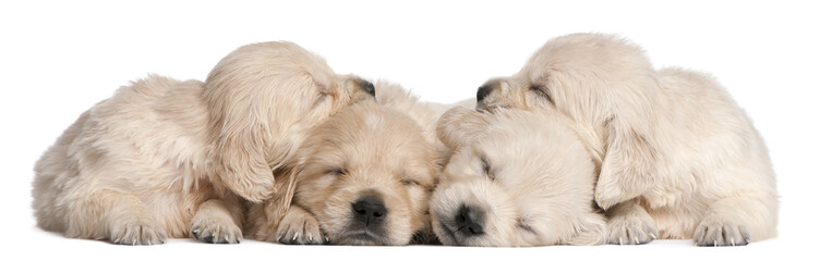 Golden Retriever puppies, 4 weeks old, asleep