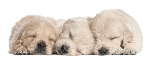 Golden Retriever puppies, 4 weeks old, asleep