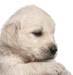 Golden Retriever puppy, 4 weeks old
