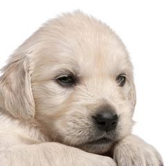 Golden Retriever puppy, 4 weeks old,