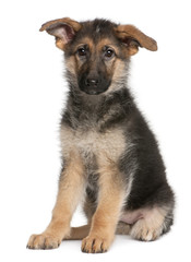 German Shepherd puppy, 4 months old, sitting