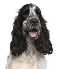 English Cocker Spaniel, 2 years old