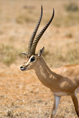 Impala, Amboseli National Park