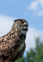 Close up profile of an Eagle owl