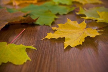 marple leaves, shallow focus