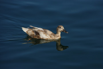 A female duck in the sea water