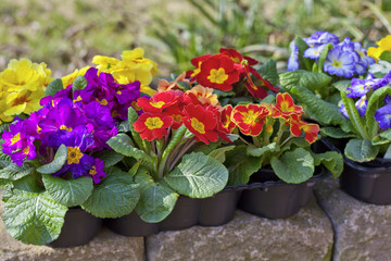 primroses ready for planting in the flowerbed