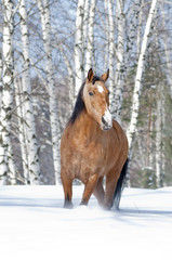 lusitano horse winter