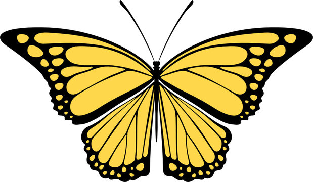 monarch butterfly vector