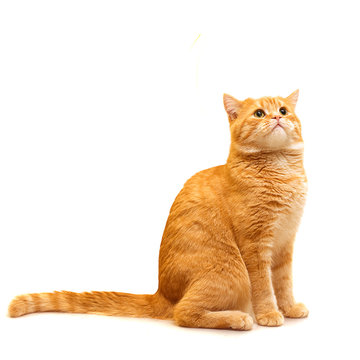 Red Domestic Cat Looking Up - Isolated On White Background