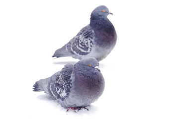 pigeons