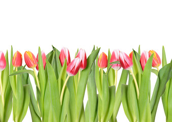 Tulpen